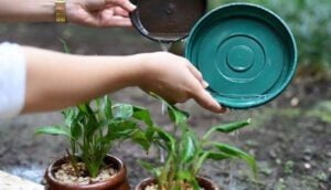 saude-reforca-medidas-para-se-proteger-do-virus-da-dengue
